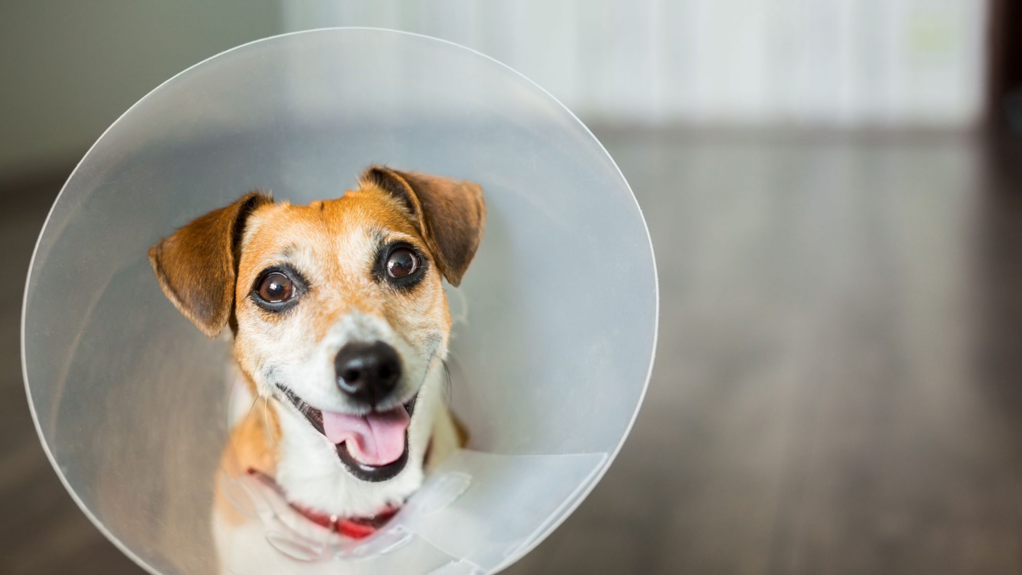 An Act of Love: Why Microchipping Your Pet Matters