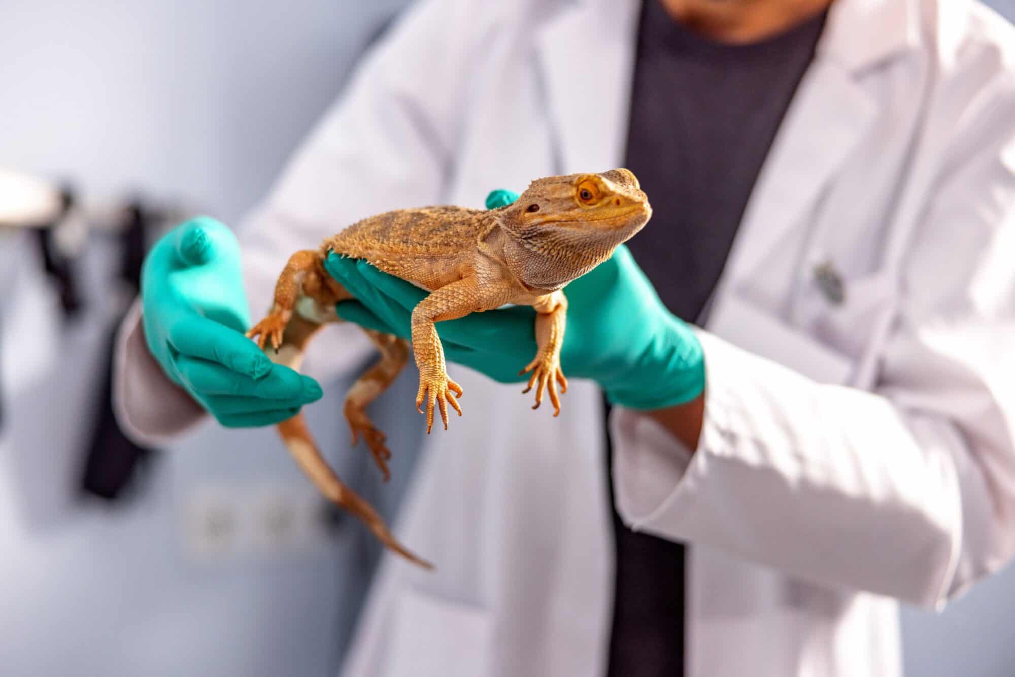 vet holding a lizard.