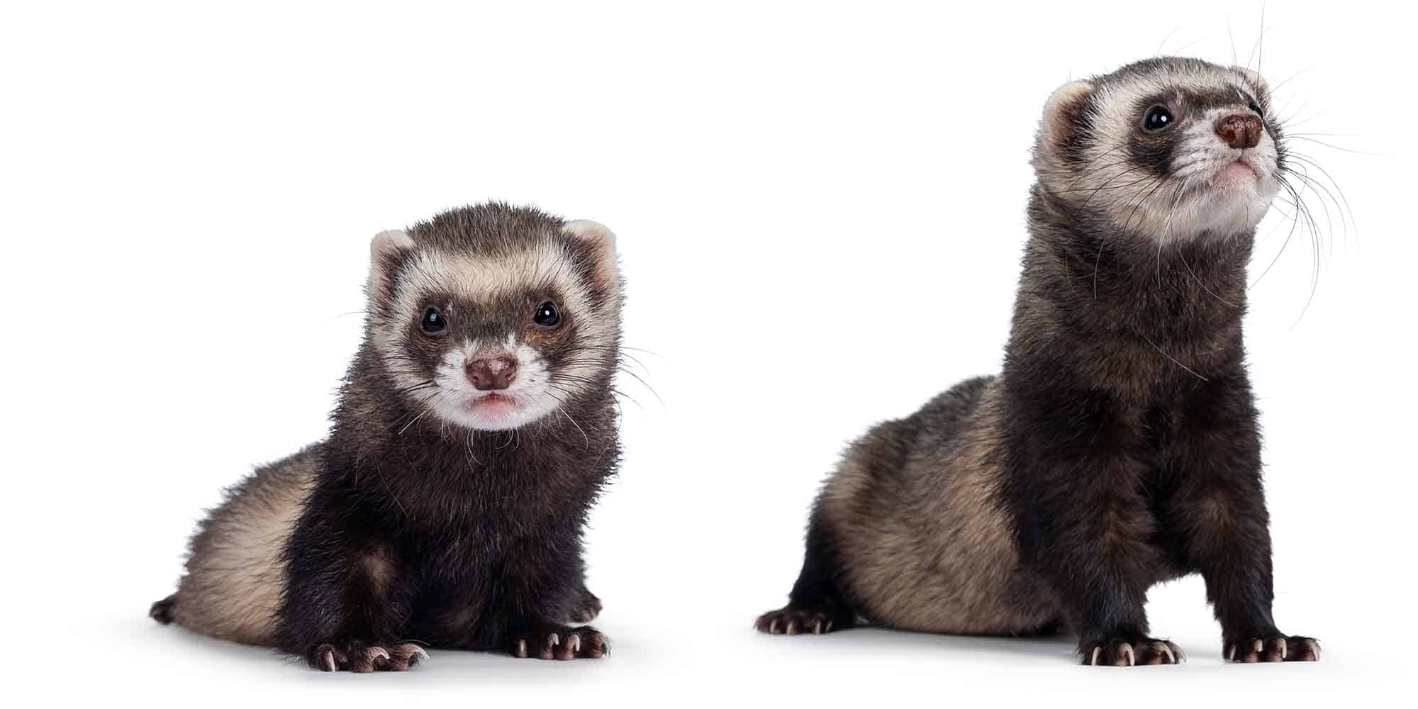 Ferret and rodent care