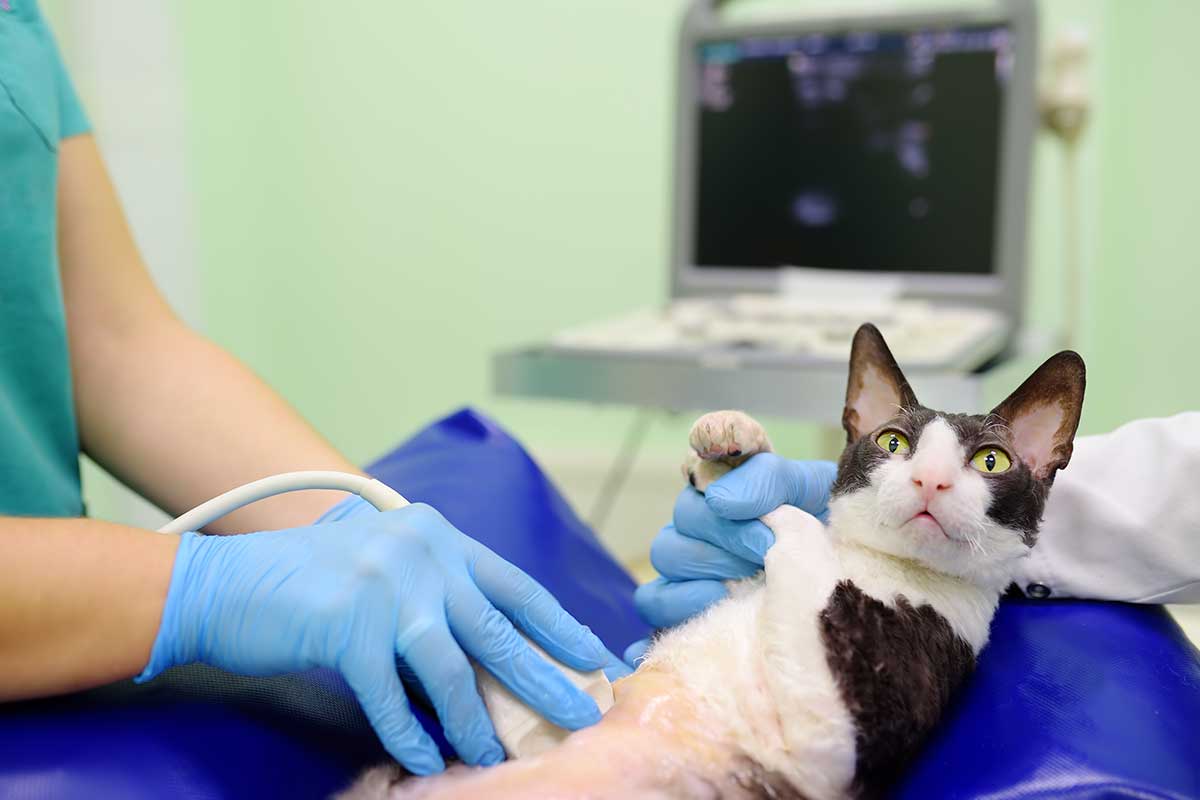 A cat being examined with ultrasound