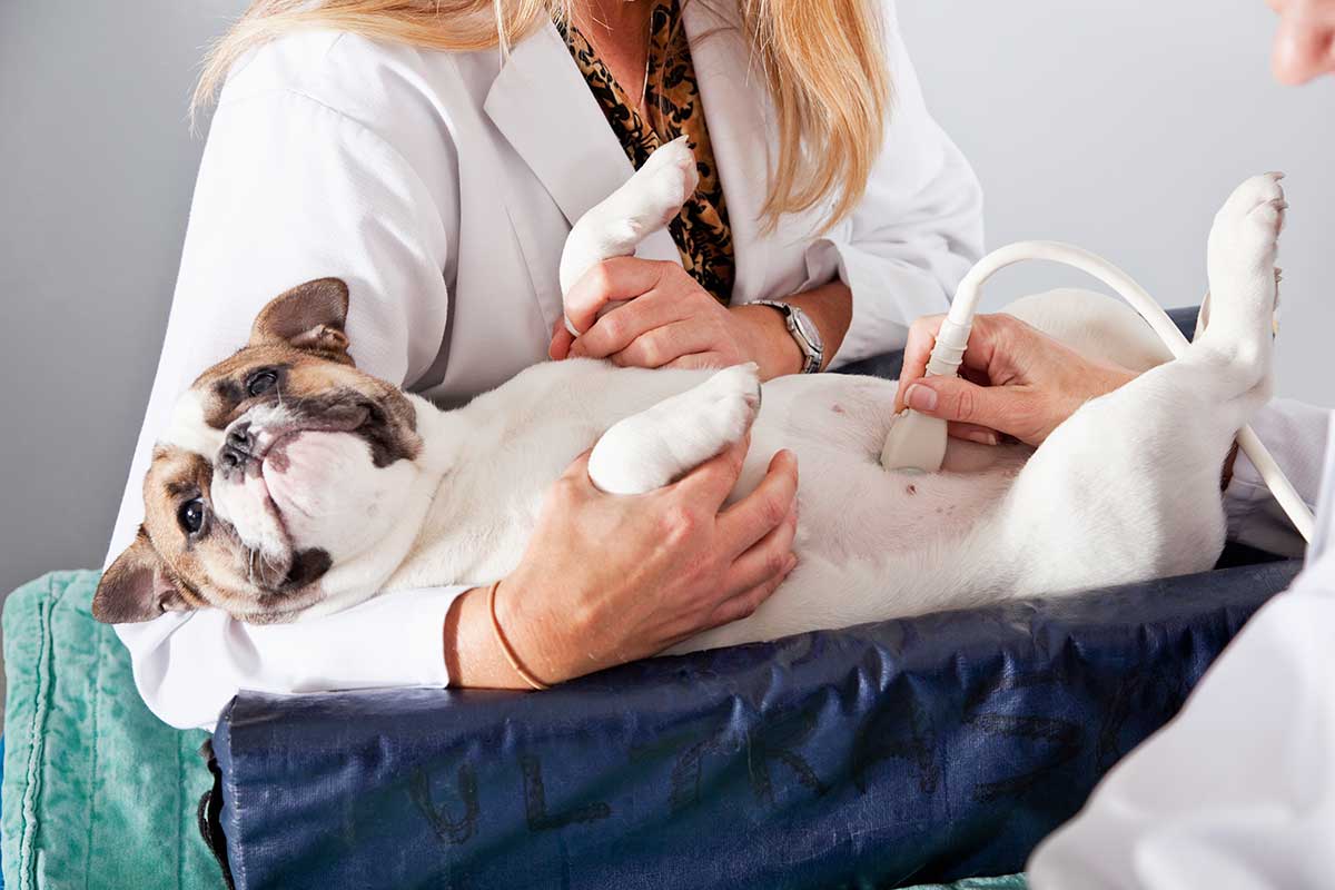 A dog being examined with ultrasound