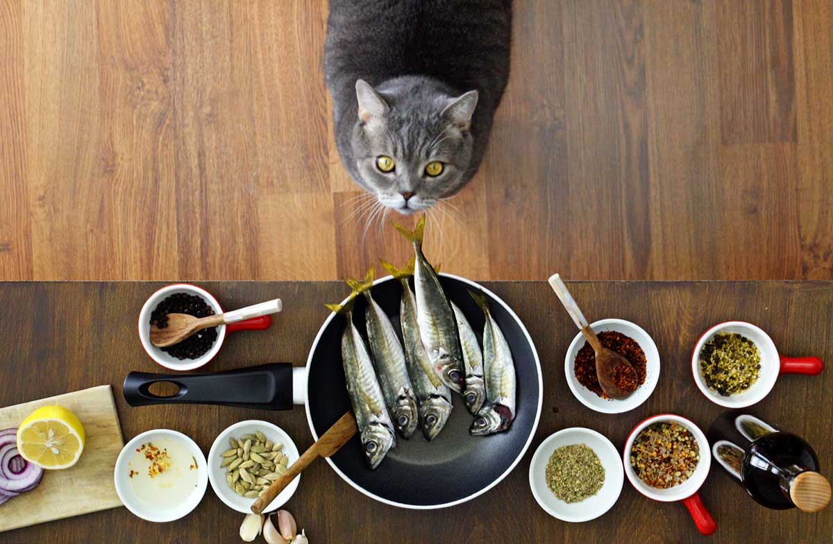 A cat with healthy natural foods