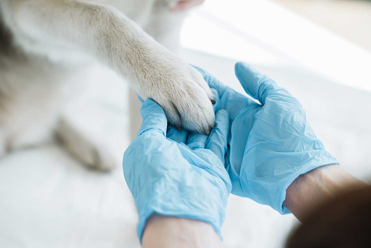 A person holding a pet's paw