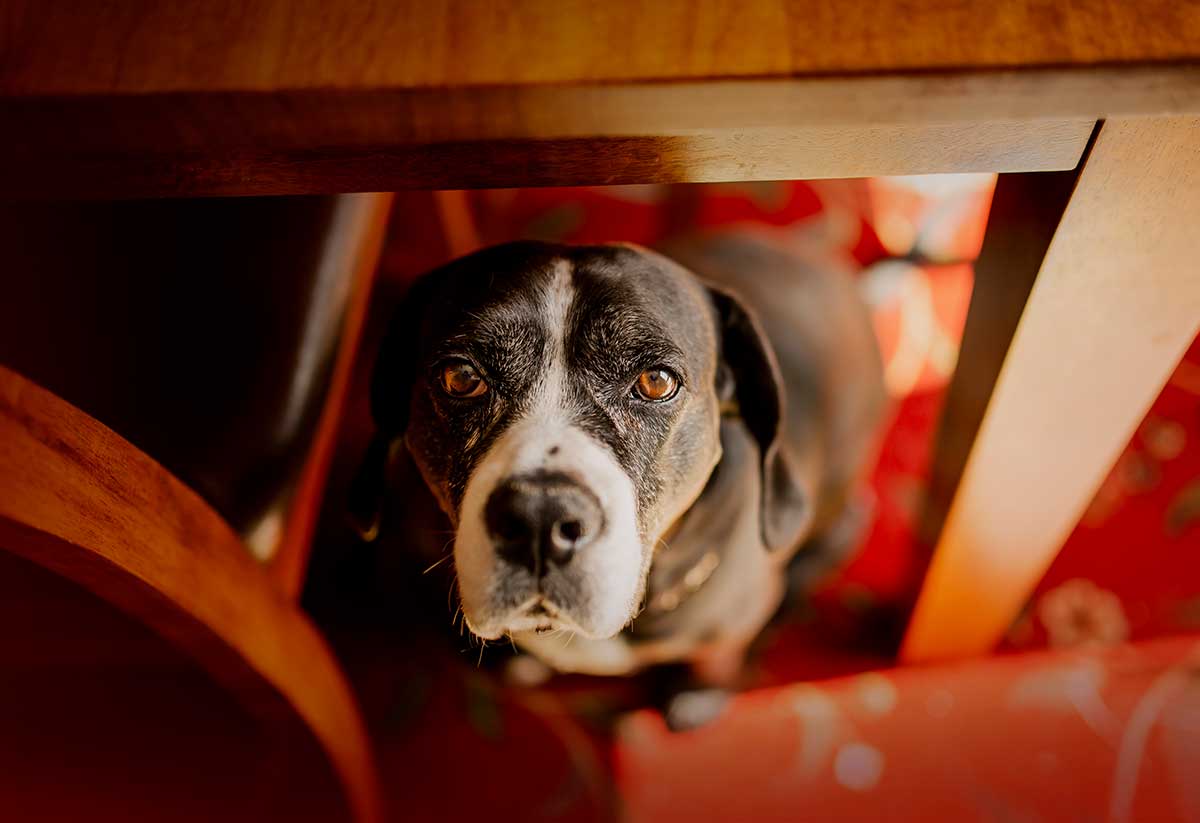 An older dog begging under the table