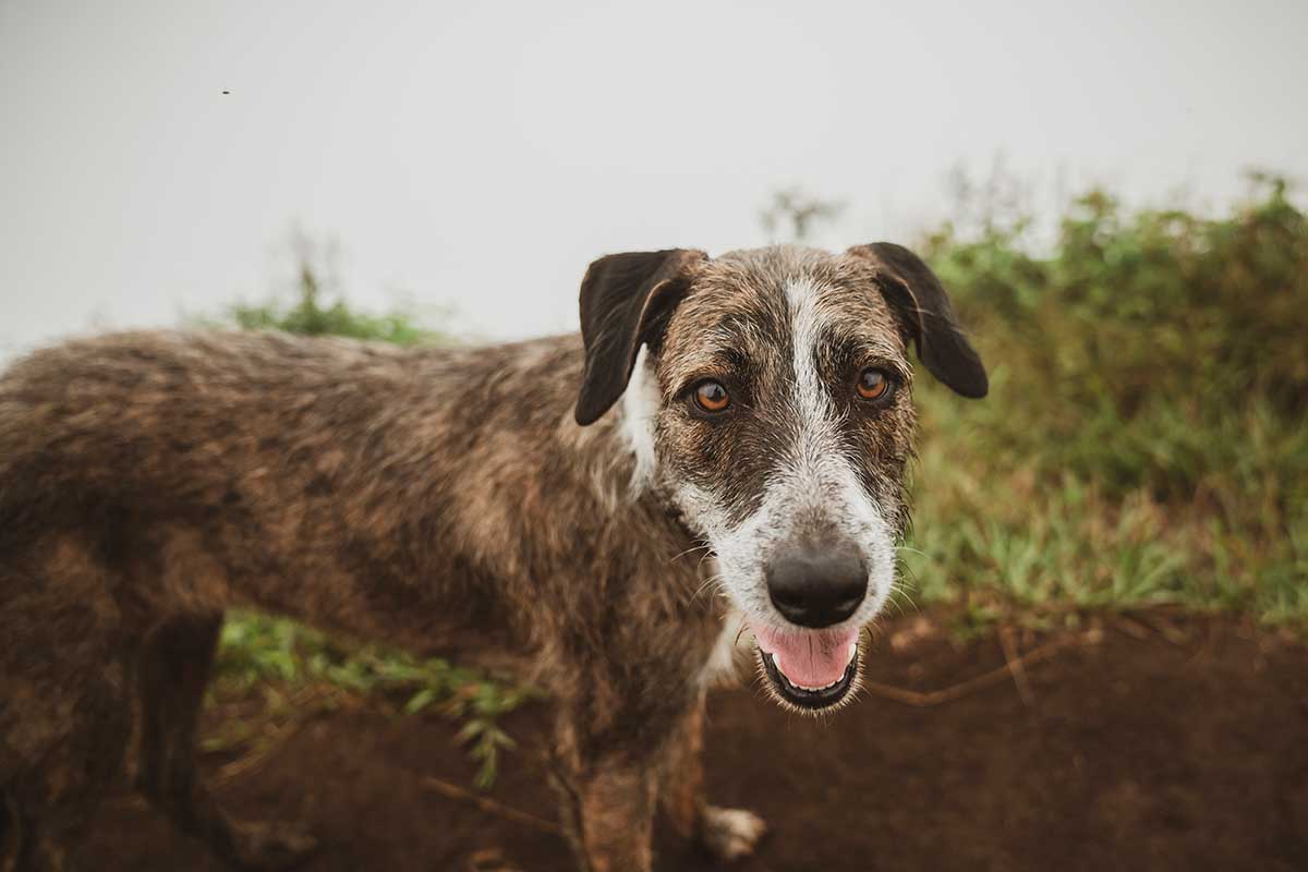 An older dog in a field