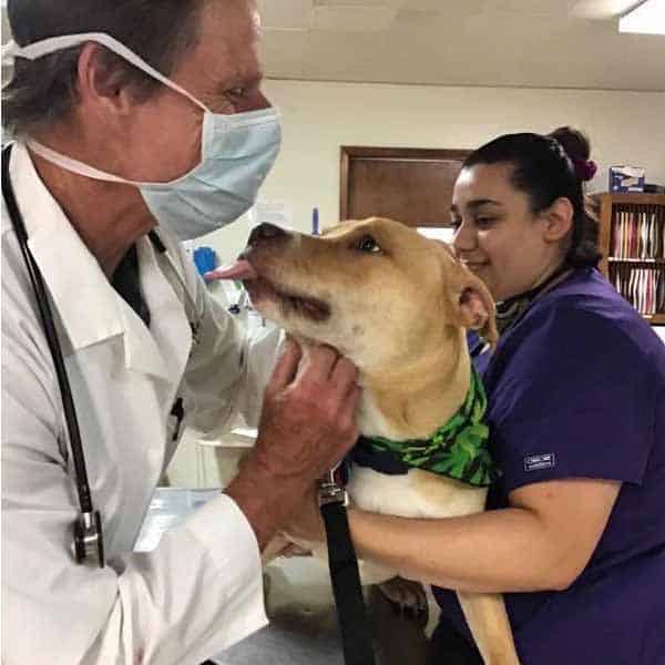 Veterinarian and tech examining a dog