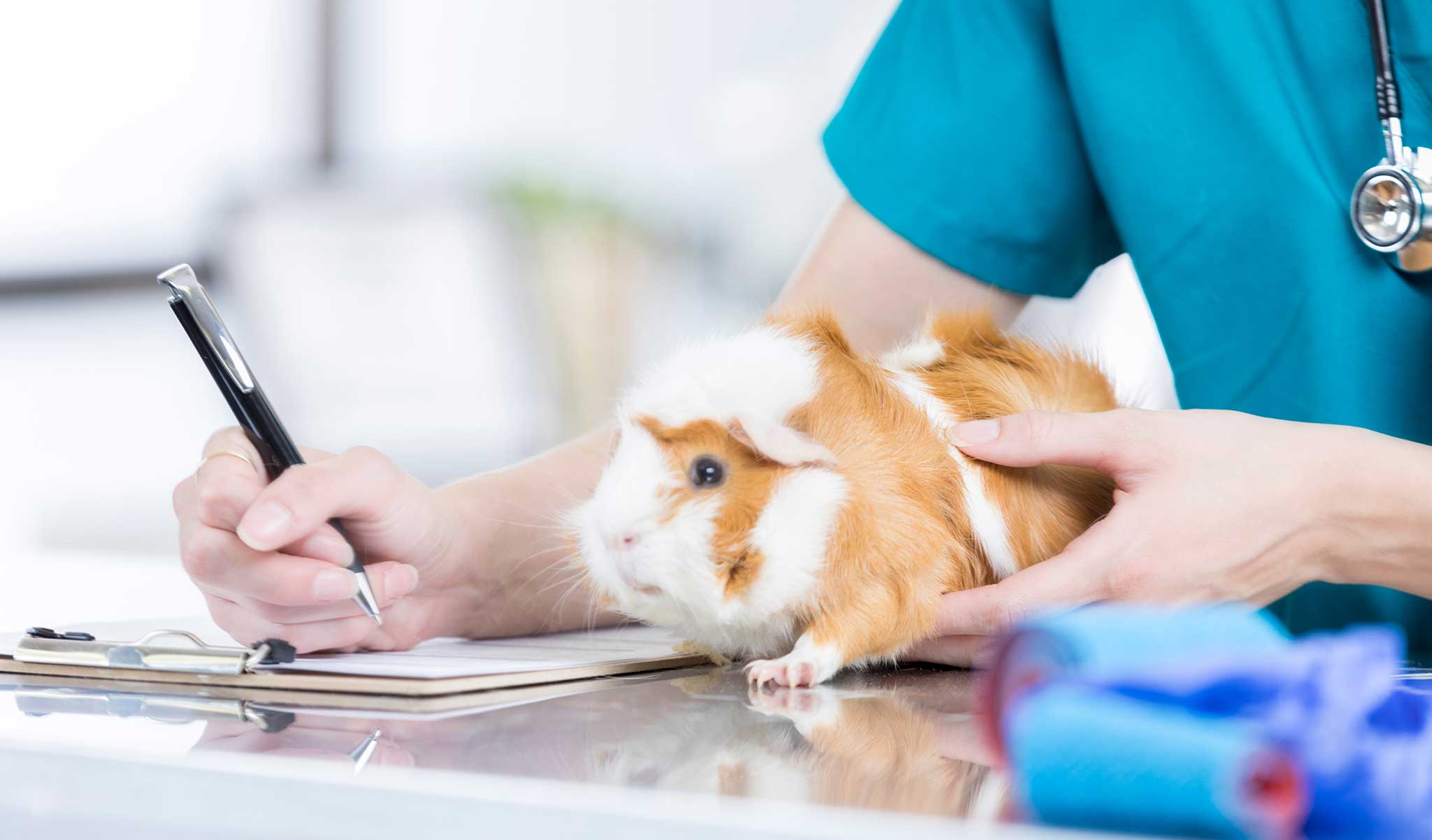 A veterinarian and a guinea pig