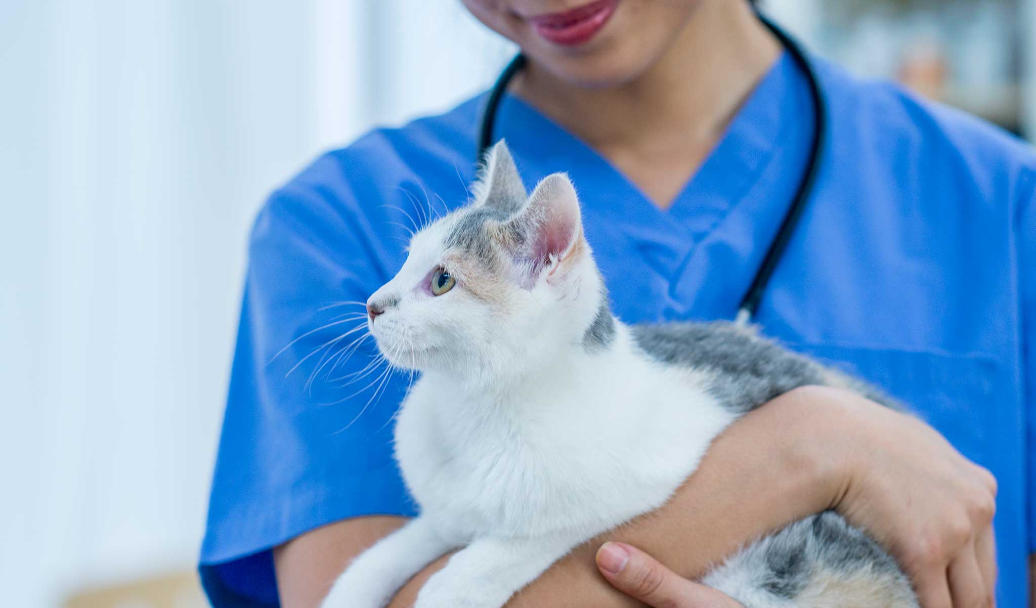 A cat being held by a vet tech